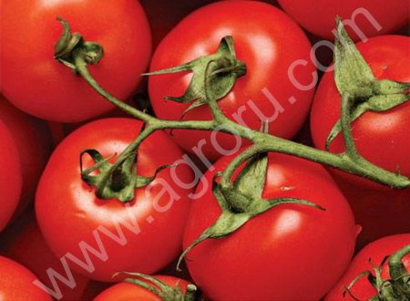 помидоры свежие