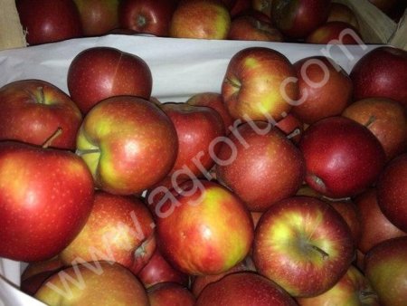яблоки