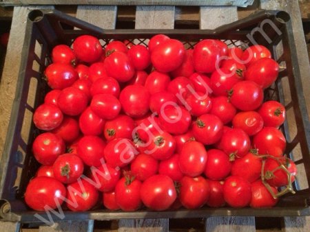 Помидор свежий Салиросо