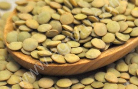 Чечевица зелёная тарелочная