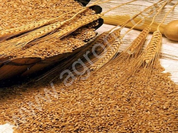 семена пшеницы урожая 2015 года