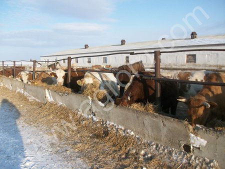 Быки живым весом 400+ на убой