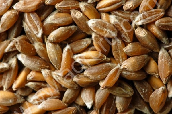 Тритикале яровой