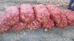 Лук