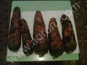 Морковь