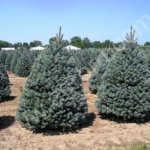 Саженцы ели Фат Альберт,Бэби Блу, Хупси в контейнерах оптом