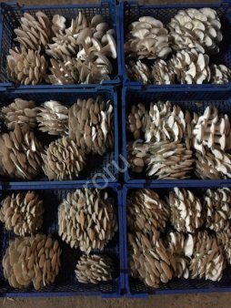 Грибные субстратные блоки вешенки