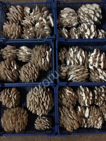 Грибные субстратные блоки вешенки