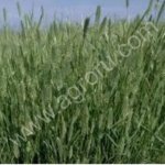 Семена житняка.