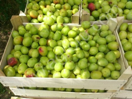 Алыча Комета