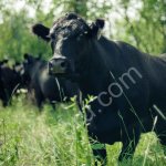 Телки и быки ангусов из племенного хозяйства