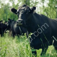 Телки и быки ангусов из племенного хозяйства