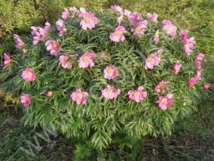 Марьин корень. Семена и саженцы почтой по России и СНГ.