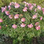 Марьин корень. Семена и саженцы с доставкой по России