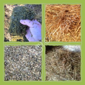 Силос Кукурузный