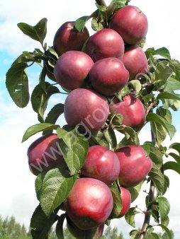 Саженцы Плодово-Ягодных культур .