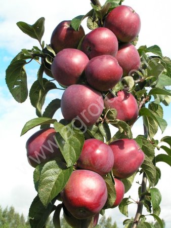 Саженцы Плодово-Ягодных культур .