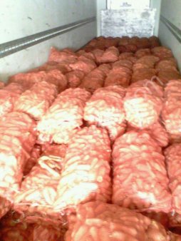 Морковь оптом от производителя