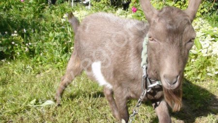 Молодой козёл.