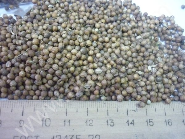 Кориандр зерно