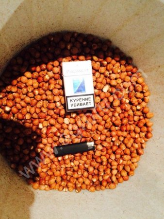 Фундук Очищенный и В скорлупе