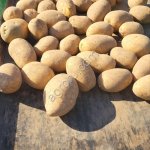 картофель продовольственный