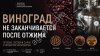 Сушеная виноградная косточка и кожица