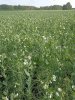 Семена гороха Кулон
