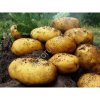 Картофель сорт Леди Клэр