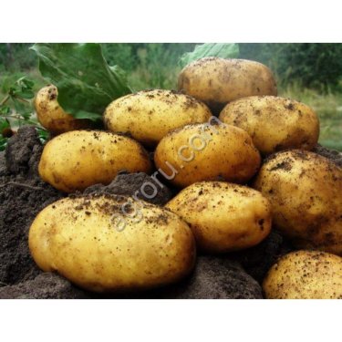 Картофель сорт Леди Клэр