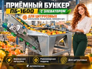 Приёмный бункер ПБ-1600 с элеватором для цитрусовых (апельсинов, мандаринов, лимонов и др.)