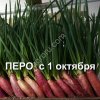 Лук шалот на зелень