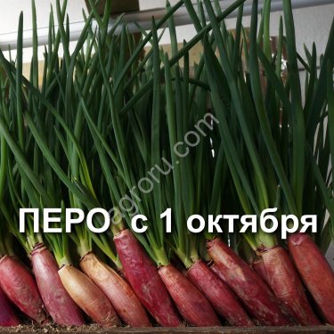 Лук шалот на зелень