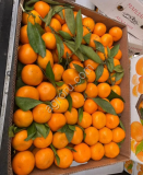 Мандарины Абхазия оптом