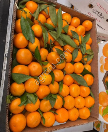 Мандарины Абхазия оптом