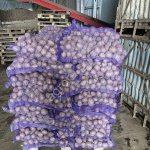 Картофель в Чебоксарах сорт Гала