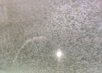 Личинку Пеляди