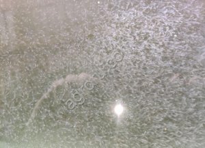 Личинку Пеляди