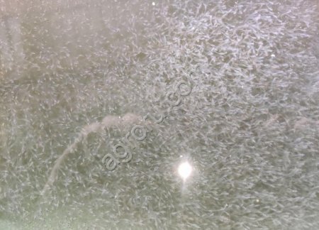 Личинку Пеляди