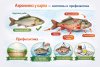 Бактериальная геморрагическая септицемия (краснуха, аэромоноз) у карпа
