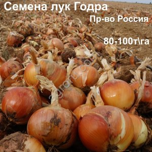 Семена лука Годра
