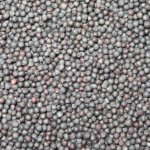 Семена ярового рапса Антарес