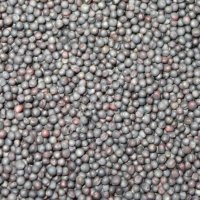 Семена ярового рапса Антарес