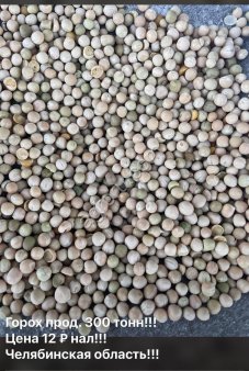 Горох продовольственный