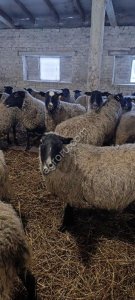 Ягнятина, экологичное мясо от фермерского хозяйства