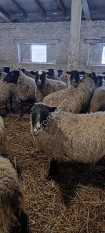 Ягнятина, экологичное мясо от фермерского хозяйства