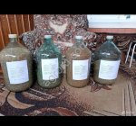 сосна обыкновенная