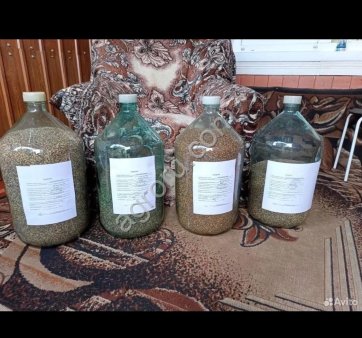 сосна обыкновенная