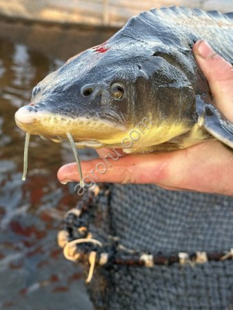 Русский осетр