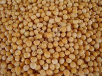 Горчица белая Семеновская (РС1)